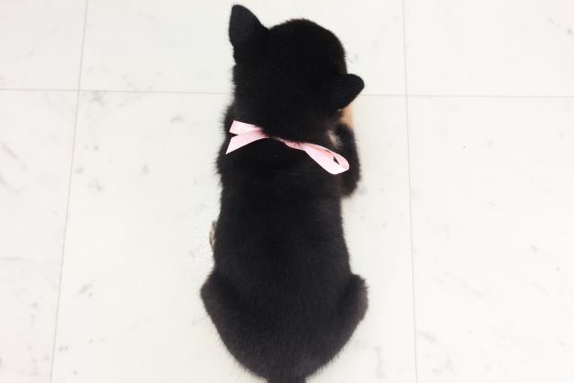 福岡県の豆柴 (Coo&RIKU福岡西店/2025年7月20日生まれ/女の子/黒)の子犬の4枚目の画像