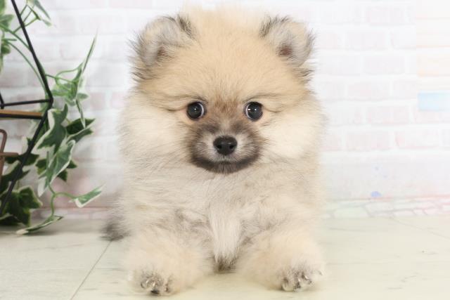 長崎県のポメラニアン (Coo&RIKU大村店/2025年7月20日生まれ/女の子/クリームセーブル)の子犬の1枚目の画像