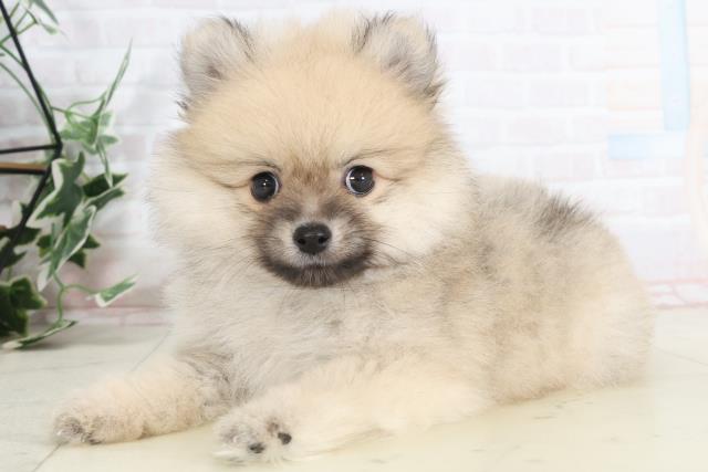 長崎県のポメラニアン (Coo&RIKU大村店/2025年7月20日生まれ/女の子/クリームセーブル)の子犬の3枚目の画像