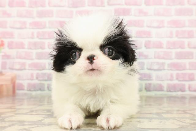東京都の狆 (Coo&RIKU武蔵小山店/2025年7月22日生まれ/男の子/白黒)の子犬の1枚目の画像