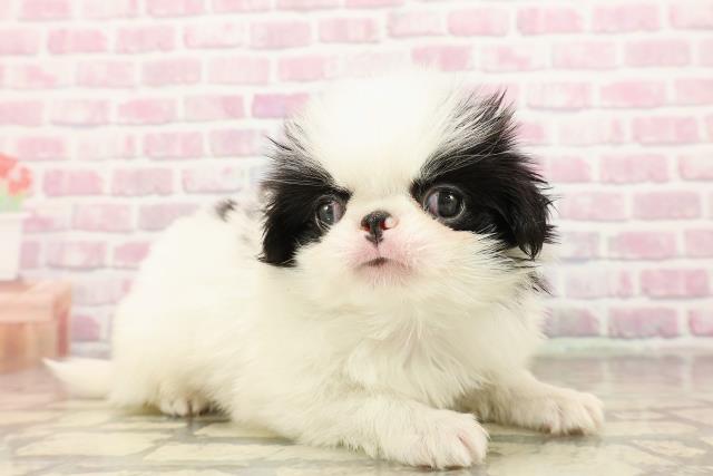 東京都の狆 (Coo&RIKU武蔵小山店/2025年7月22日生まれ/男の子/白黒)の子犬の3枚目の画像