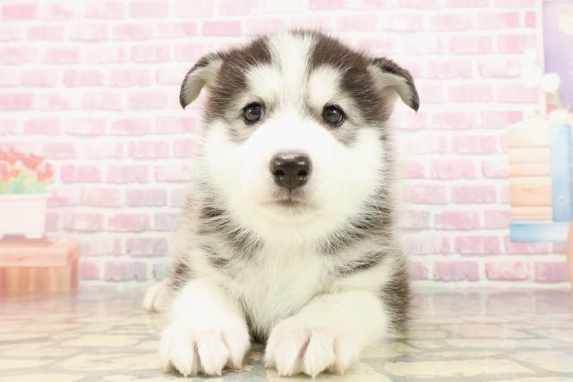 東京都のハーフ犬・ミックス犬 (Coo&RIKU練馬店/2025年7月23日生まれ/男の子/ブラックホワイト)の子犬の1枚目の画像