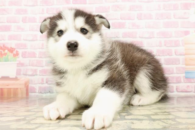 東京都のハーフ犬・ミックス犬 (Coo&RIKU練馬店/2025年7月23日生まれ/男の子/ブラックホワイト)の子犬の2枚目の画像