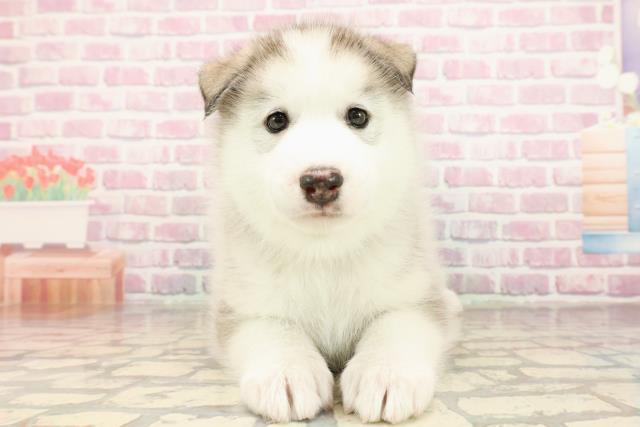 埼玉県のハーフ犬・ミックス犬 (Coo&RIKUアニマルケアセンター大宮/2025年7月23日生まれ/男の子/シルバーホワイト)の子犬の1枚目の画像