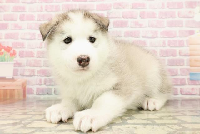 埼玉県のハーフ犬・ミックス犬 (Coo&RIKUアニマルケアセンター大宮/2025年7月23日生まれ/男の子/シルバーホワイト)の子犬の2枚目の画像