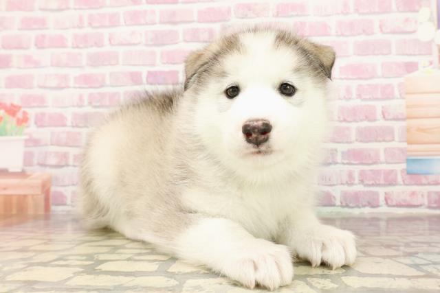 埼玉県のハーフ犬・ミックス犬 (Coo&RIKUアニマルケアセンター大宮/2025年7月23日生まれ/男の子/シルバーホワイト)の子犬の3枚目の画像
