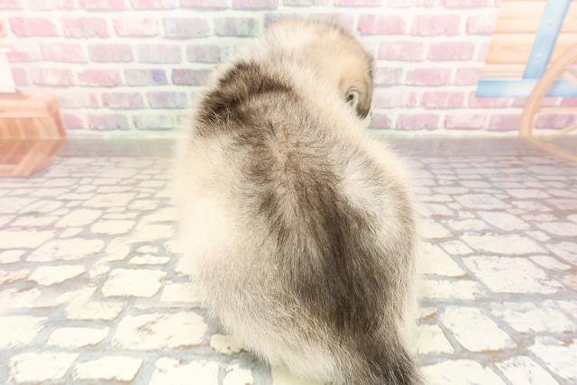 埼玉県のハーフ犬・ミックス犬 (Coo&RIKUアニマルケアセンター大宮/2025年7月23日生まれ/男の子/シルバーホワイト)の子犬の4枚目の画像