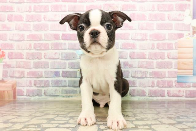 東京都のボストンテリア (Coo&RIKU赤坂店/2025年7月19日生まれ/男の子/ボストンカラー)の子犬の1枚目の画像