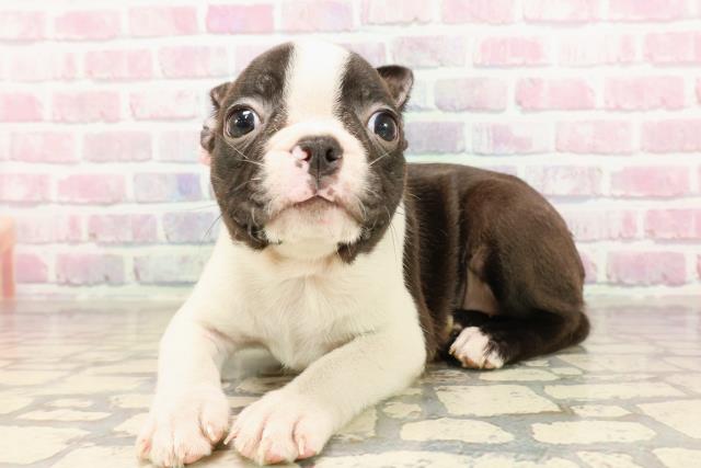 東京都のボストンテリア (Coo&RIKU中野サンモール店/2025年7月19日生まれ/女の子/ボストンカラー)の子犬の2枚目の画像