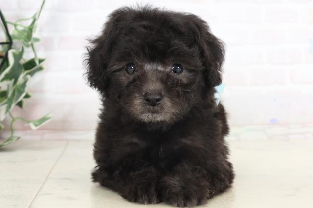 大分県のティーカッププードル (Coo&RIKU大分店/2025年7月16日生まれ/男の子/シルバー)の子犬の1枚目の画像