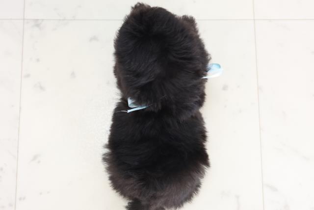 大分県のティーカッププードル (Coo&RIKU大分店/2025年7月16日生まれ/男の子/シルバー)の子犬の4枚目の画像