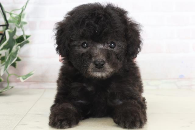 熊本県のティーカッププードル (Coo&RIKU熊本店/2025年7月16日生まれ/女の子/シルバー)の子犬の1枚目の画像