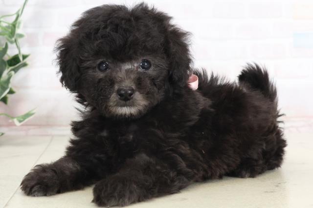 熊本県のティーカッププードル (Coo&RIKU熊本店/2025年7月16日生まれ/女の子/シルバー)の子犬の3枚目の画像