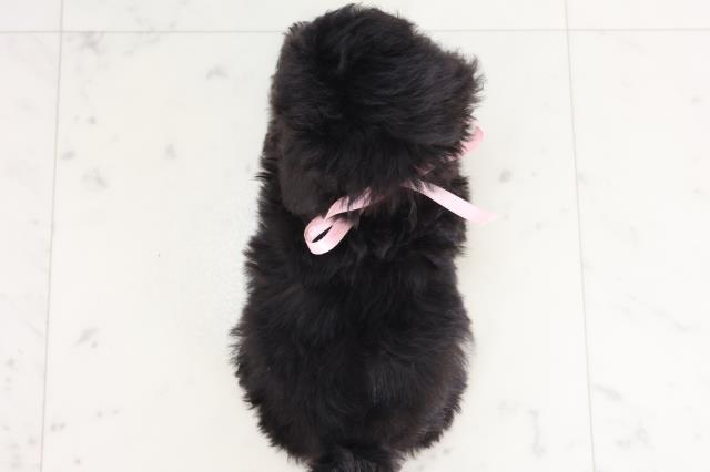熊本県のティーカッププードル (Coo&RIKU熊本店/2025年7月16日生まれ/女の子/シルバー)の子犬の4枚目の画像