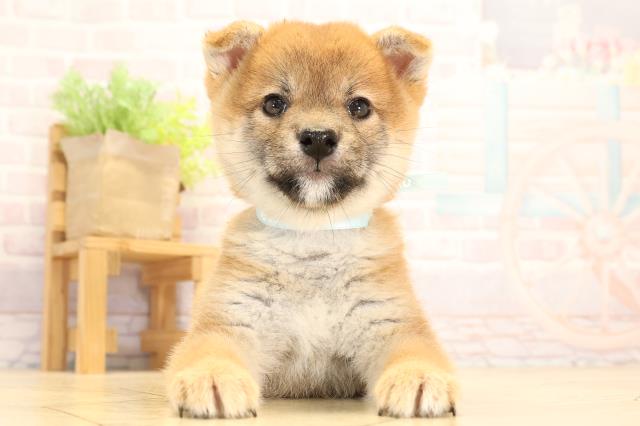 静岡県の柴犬(標準サイズ) (Coo&RIKU静岡SBS通り店/2025年7月23日生まれ/男の子/赤)の子犬の1枚目の画像