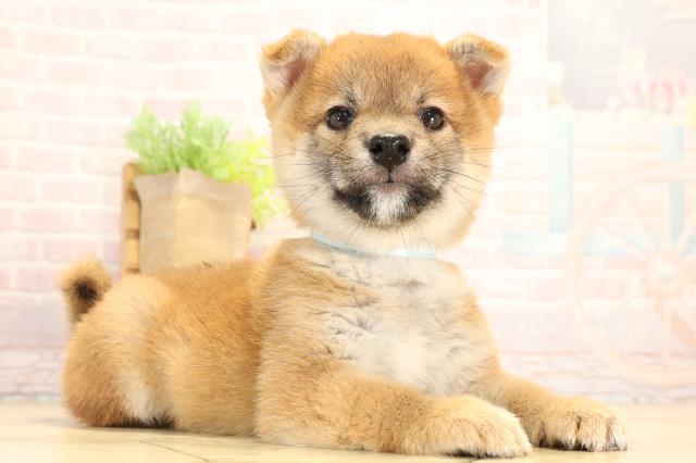 静岡県の柴犬(標準サイズ) (Coo&RIKU静岡SBS通り店/2025年7月23日生まれ/男の子/赤)の子犬の2枚目の画像