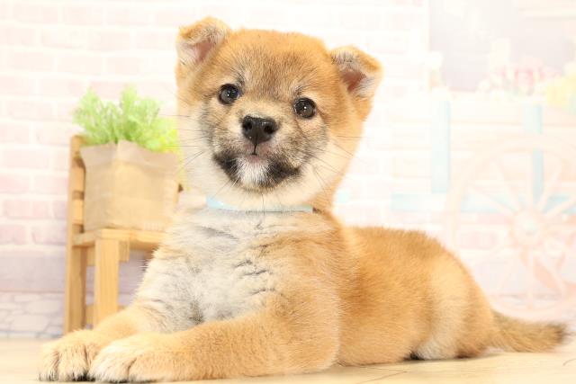 静岡県の柴犬(標準サイズ) (Coo&RIKU静岡SBS通り店/2025年7月23日生まれ/男の子/赤)の子犬の3枚目の画像