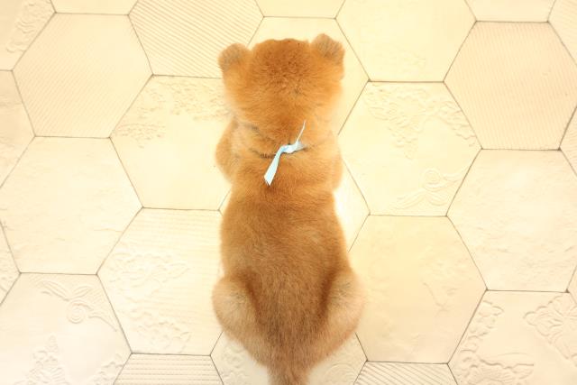 静岡県の柴犬(標準サイズ) (Coo&RIKU静岡SBS通り店/2025年7月23日生まれ/男の子/赤)の子犬の4枚目の画像