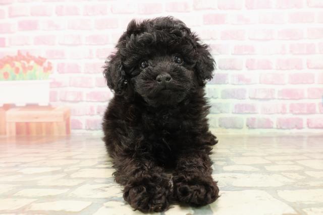 茨城県のトイプードル(トイ) (Coo&RIKU日立店/2025年7月20日生まれ/女の子/ブラック)の子犬の1枚目の画像
