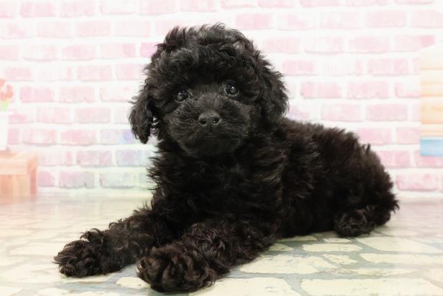 茨城県のトイプードル(トイ) (Coo&RIKU日立店/2025年7月20日生まれ/女の子/ブラック)の子犬の2枚目の画像
