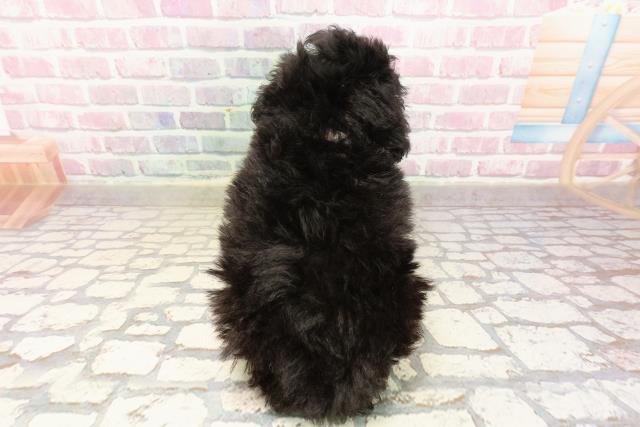 茨城県のトイプードル(トイ) (Coo&RIKU日立店/2025年7月20日生まれ/女の子/ブラック)の子犬の4枚目の画像