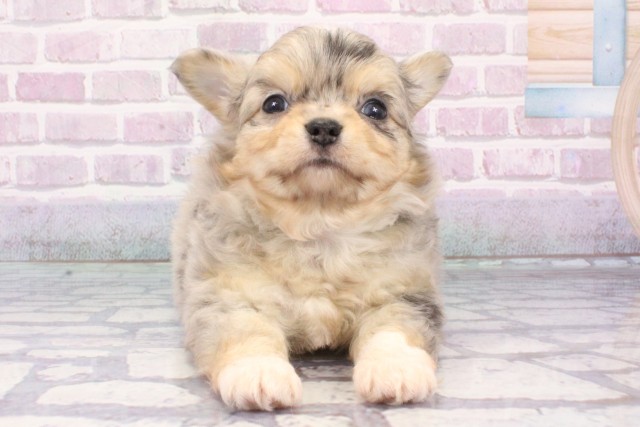 大阪府のチワワ(ロング) (Coo&RIKU茶屋町店/2025年7月24日生まれ/男の子/ブルーマール)の子犬の1枚目の画像