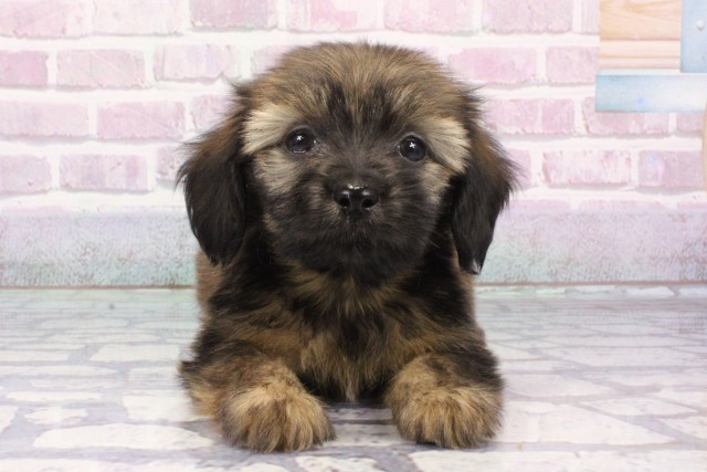 大阪府のハーフ犬・ミックス犬 (Coo&RIKU和泉店/2025年7月24日生まれ/男の子/レッドセーブル)の子犬の1枚目の画像