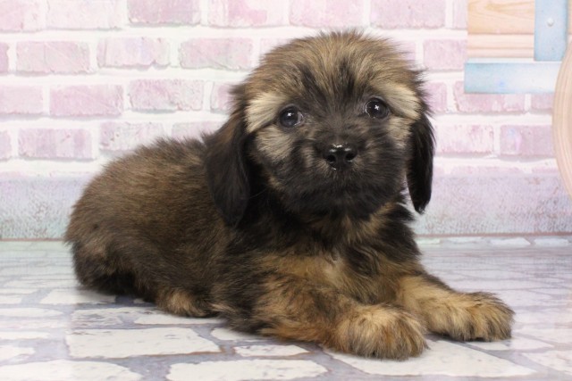 大阪府のハーフ犬・ミックス犬 (Coo&RIKU和泉店/2025年7月24日生まれ/男の子/レッドセーブル)の子犬の2枚目の画像