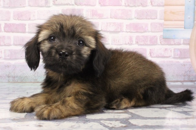 大阪府のハーフ犬・ミックス犬 (Coo&RIKU和泉店/2025年7月24日生まれ/男の子/レッドセーブル)の子犬の3枚目の画像
