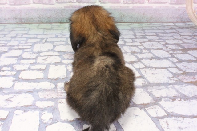 大阪府のハーフ犬・ミックス犬 (Coo&RIKU和泉店/2025年7月24日生まれ/男の子/レッドセーブル)の子犬の4枚目の画像