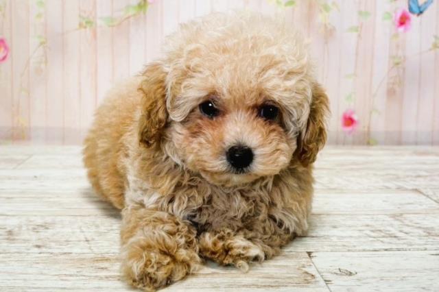 北海道のトイプードル(トイ) (Coo&RIKU旭川店/2025年7月22日生まれ/女の子/アプリコット)の子犬の1枚目の画像