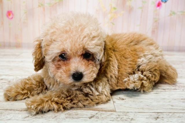 北海道のトイプードル(トイ) (Coo&RIKU旭川店/2025年7月22日生まれ/女の子/アプリコット)の子犬の2枚目の画像