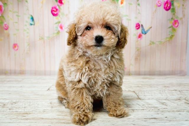 北海道のトイプードル(トイ) (Coo&RIKU旭川店/2025年7月22日生まれ/女の子/アプリコット)の子犬の3枚目の画像
