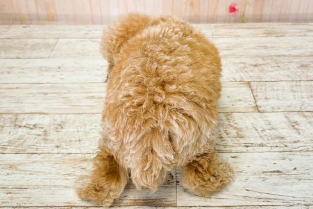 北海道のトイプードル(トイ) (Coo&RIKU旭川店/2025年7月22日生まれ/女の子/アプリコット)の子犬の4枚目の画像