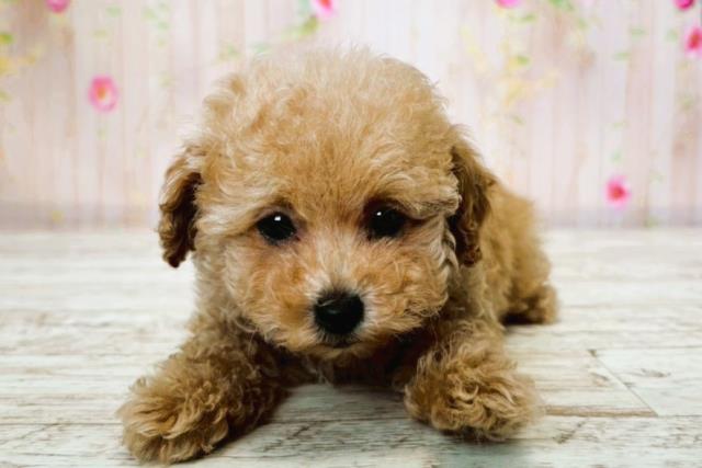 北海道のトイプードル(トイ) (Coo&RIKU函館店/2025年7月22日生まれ/女の子/アプリコット)の子犬の1枚目の画像