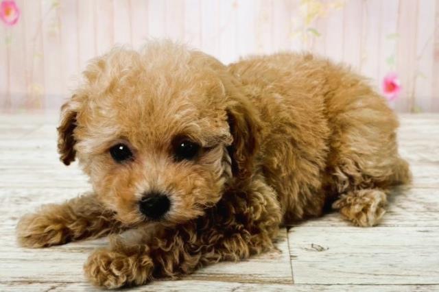 北海道のトイプードル(トイ) (Coo&RIKU函館店/2025年7月22日生まれ/女の子/アプリコット)の子犬の2枚目の画像