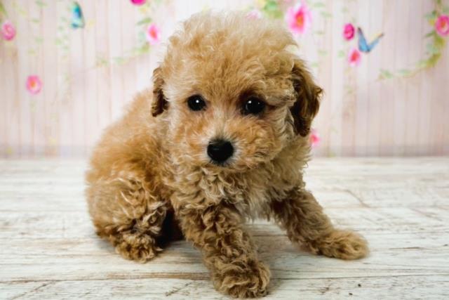北海道のトイプードル(トイ) (Coo&RIKU函館店/2025年7月22日生まれ/女の子/アプリコット)の子犬の3枚目の画像