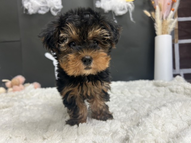 ヨークシャーテリア