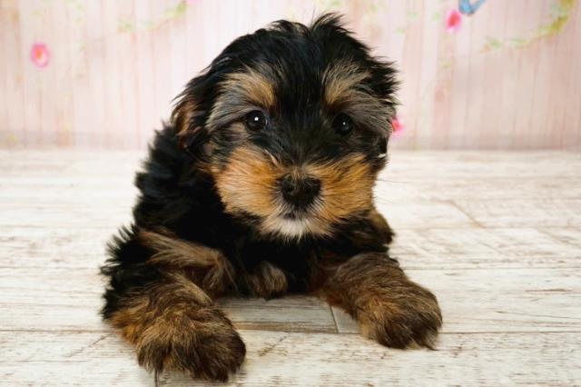 北海道のヨークシャーテリア (Coo&RIKU帯広店/2025年7月23日生まれ/女の子/スチールブルータン)の子犬の1枚目の画像