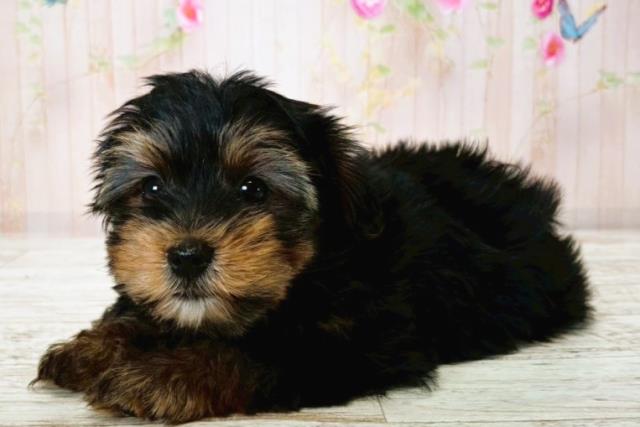 北海道のヨークシャーテリア (Coo&RIKU帯広店/2025年7月23日生まれ/女の子/スチールブルータン)の子犬の2枚目の画像
