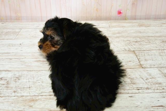 北海道のヨークシャーテリア (Coo&RIKU帯広店/2025年7月23日生まれ/女の子/スチールブルータン)の子犬の4枚目の画像
