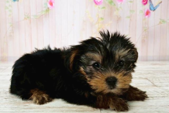 北海道のヨークシャーテリア (Coo&RIKU釧路店/2025年7月23日生まれ/女の子/スチールブルータン)の子犬の3枚目の画像