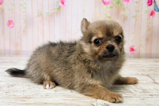 北海道のチワワ(ロング) (Coo&RIKU函館店/2025年7月24日生まれ/女の子/ブルーフォーン)の子犬の3枚目の画像