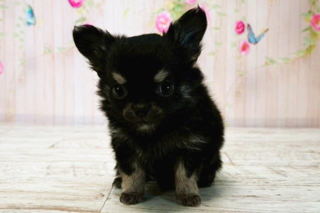 北海道のチワワ(ロング) (Coo&RIKU苫小牧店/2025年7月24日生まれ/女の子/ブラックタン)の子犬の1枚目の画像