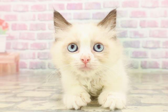 北海道のラグドール (Coo&RIKU室蘭店/2025年7月18日生まれ/男の子/シールポイントバイカラー)の子猫の1枚目の画像