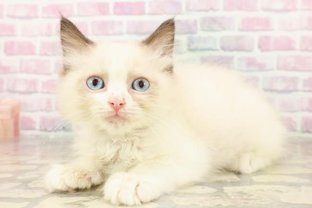 北海道のラグドール (Coo&RIKU室蘭店/2025年7月18日生まれ/男の子/シールポイントバイカラー)の子猫の2枚目の画像