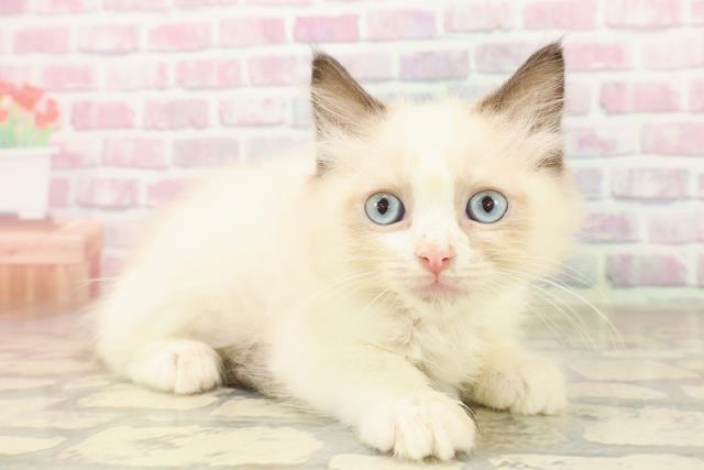 北海道のラグドール (Coo&RIKU室蘭店/2025年7月18日生まれ/男の子/シールポイントバイカラー)の子猫の3枚目の画像