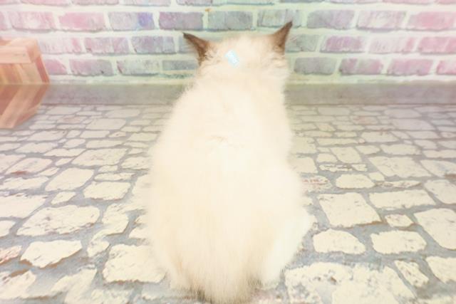 北海道のラグドール (Coo&RIKU室蘭店/2025年7月18日生まれ/男の子/シールポイントバイカラー)の子猫の4枚目の画像