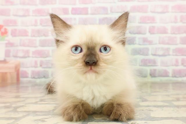 千葉県のラグドール (Coo&RIKU八街店/2025年7月18日生まれ/男の子/シールポイントミテッド)の子猫の1枚目の画像