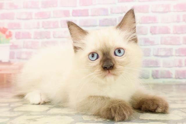 千葉県のラグドール (Coo&RIKU八街店/2025年7月18日生まれ/男の子/シールポイントミテッド)の子猫の3枚目の画像